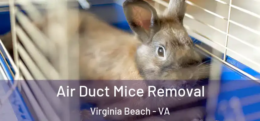 Air Duct Mice Removal Virginia Beach - VA